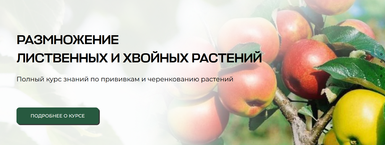 [Владимир Задоркин] Размножение лиственных и хвойн_0.png